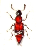 Lithocharis ochracea