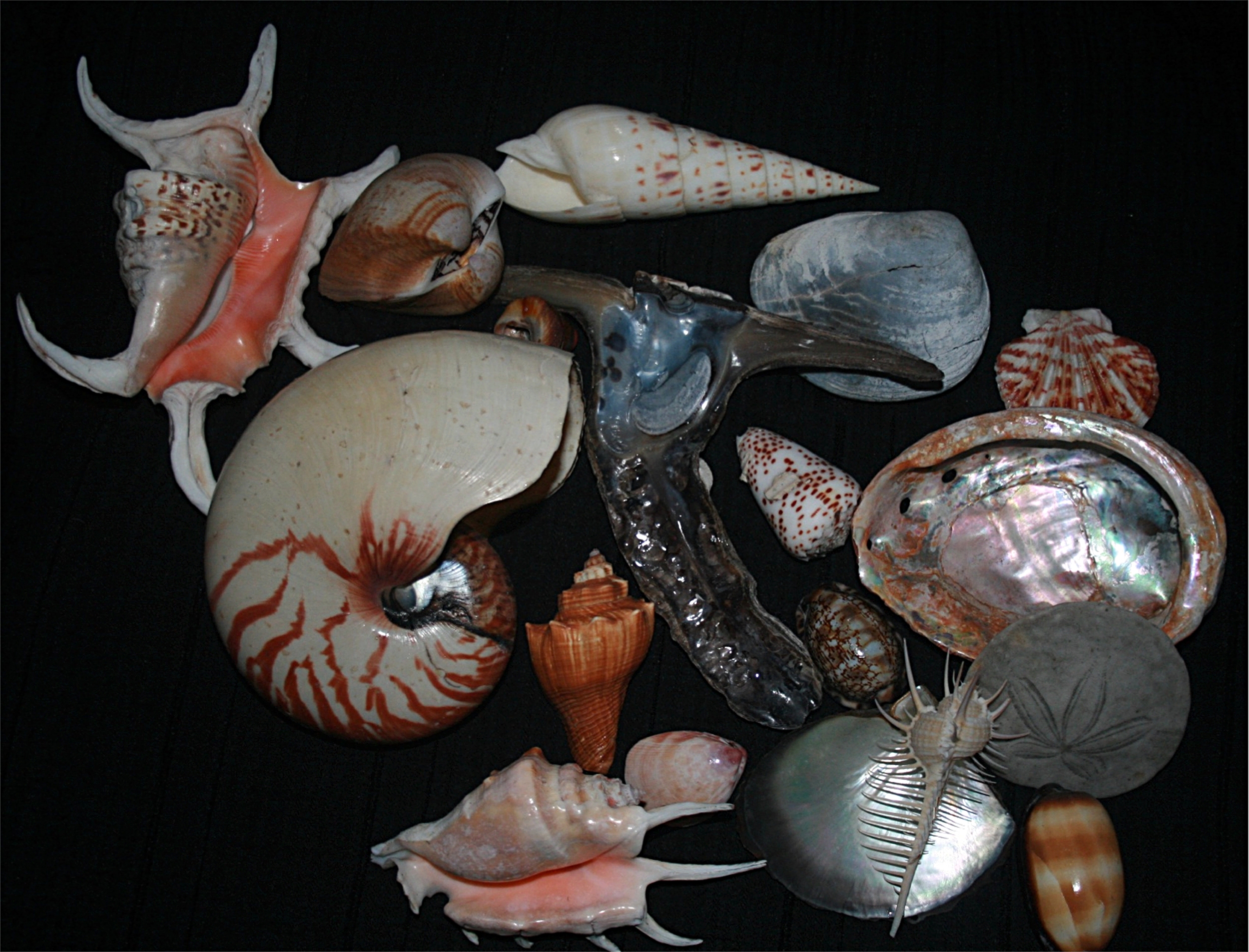 Раковины морских моллюсков.