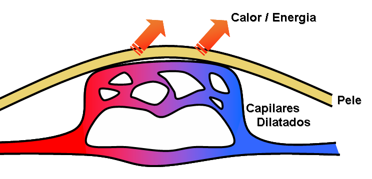 A imagem “http://upload.wikimedia.org/wikipedia/commons/e/ed/Vasodilata%C3%A7%C3%A3o.PNG” contém erros e não pode ser exibida.