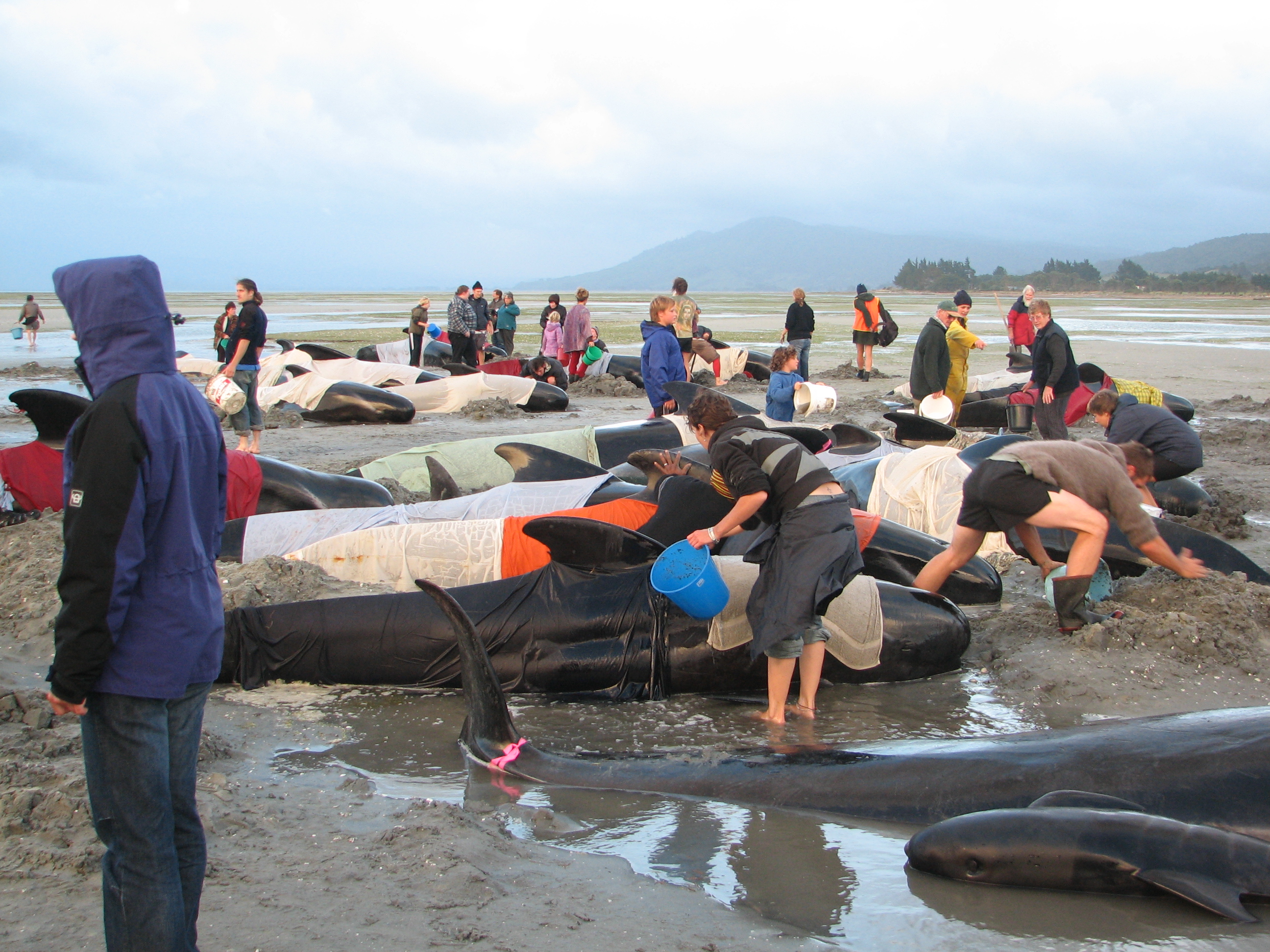 Voluntarios hidratando ballenas desorientadas y varadas