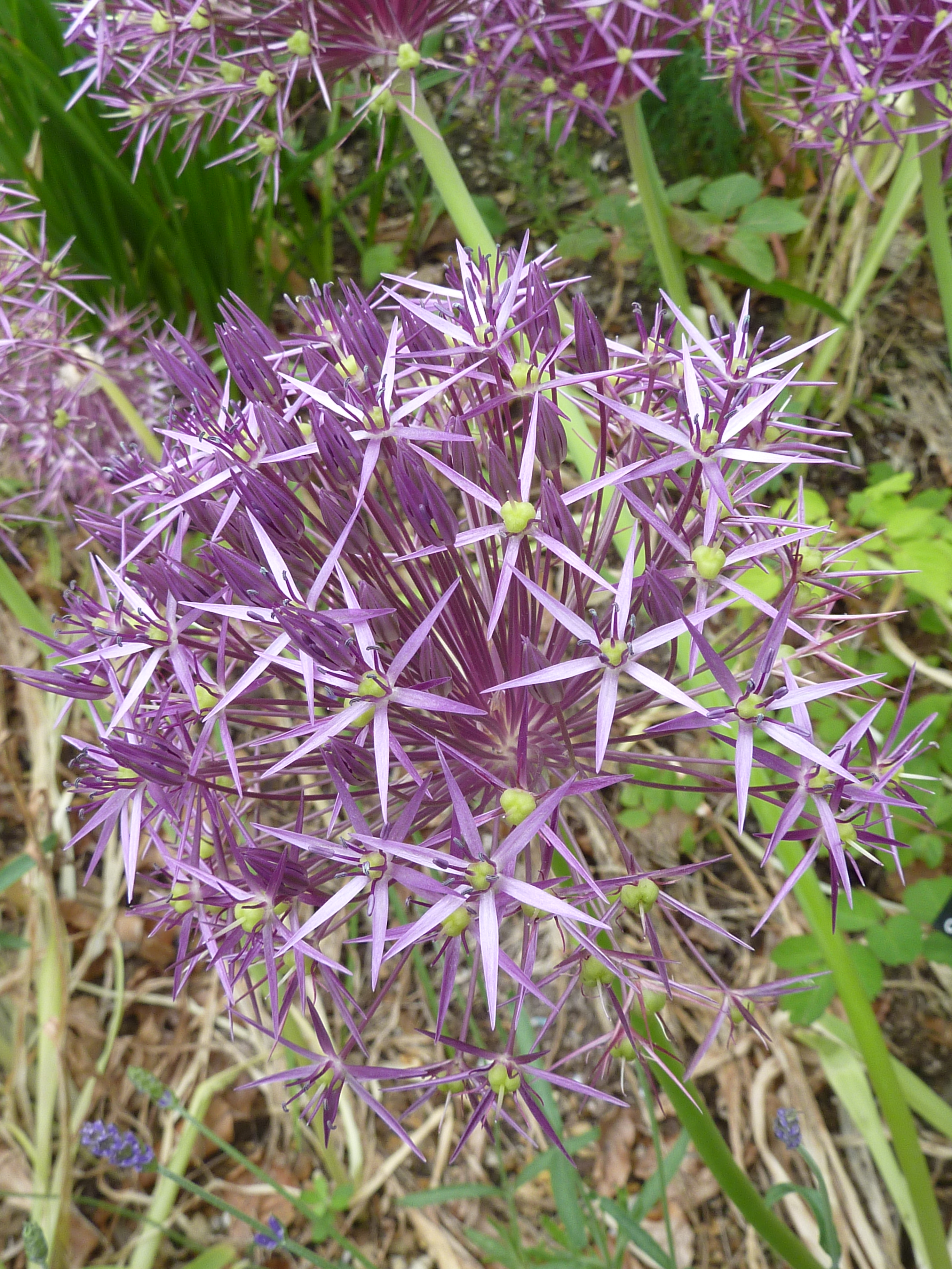 Allium Christophii