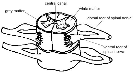 Anatomy_and_physiology_of_animals_The_spinal_cord.jpg