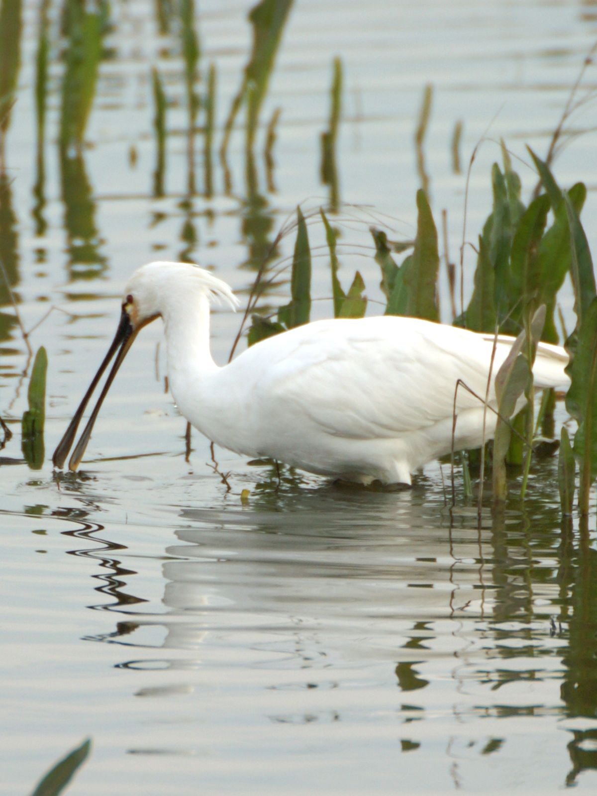 Platalea leucorodia image