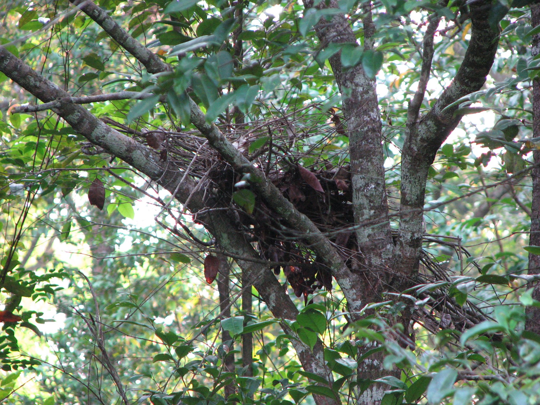 gorilla nest