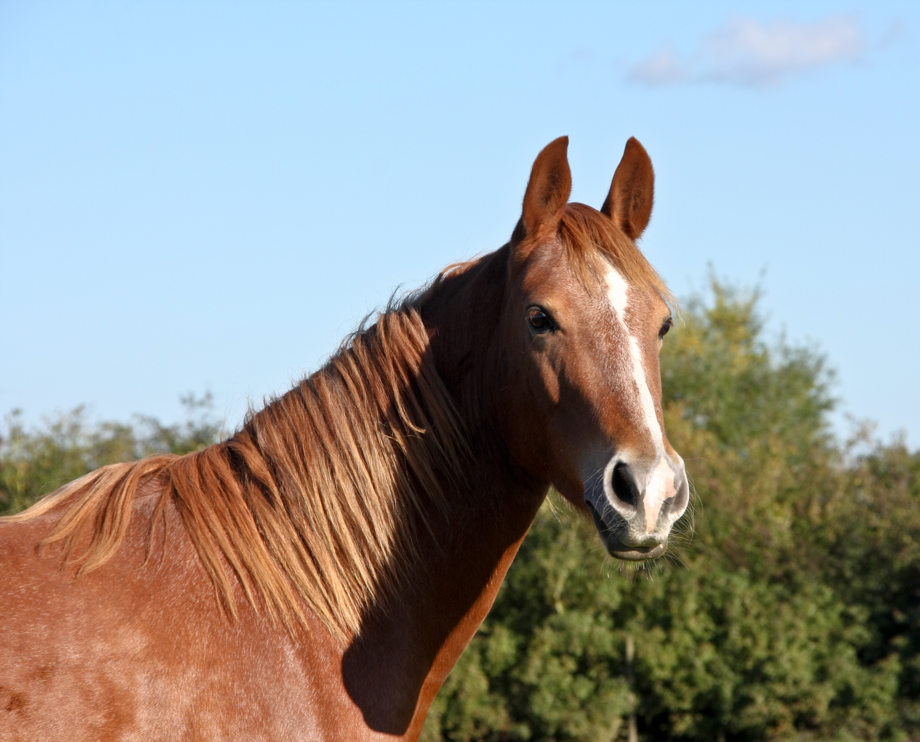 Description Horse in autumn sun 5089765157.jpg