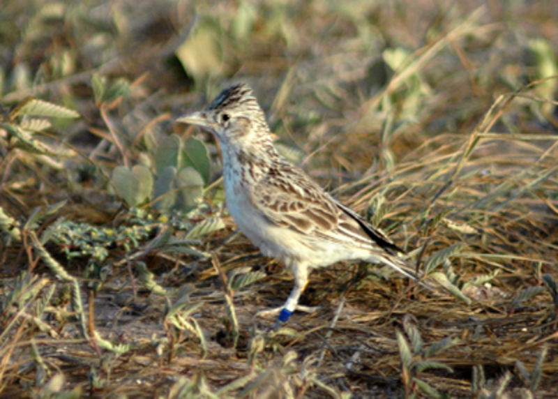 A lark.  Image from wiki commons