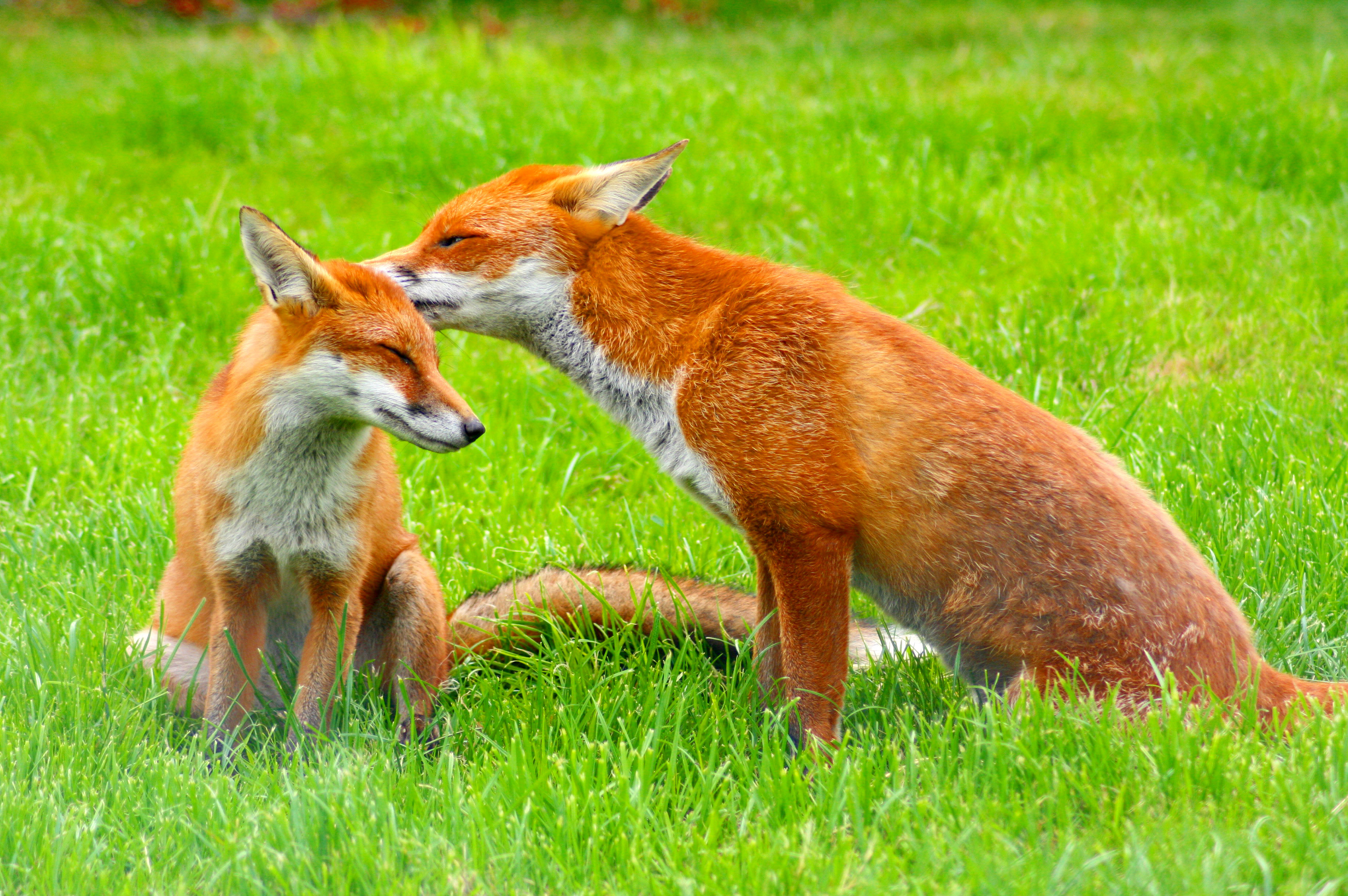 Description Red Fox (Vulpes vulpes) -British Wildlife Centre-8.jpg
