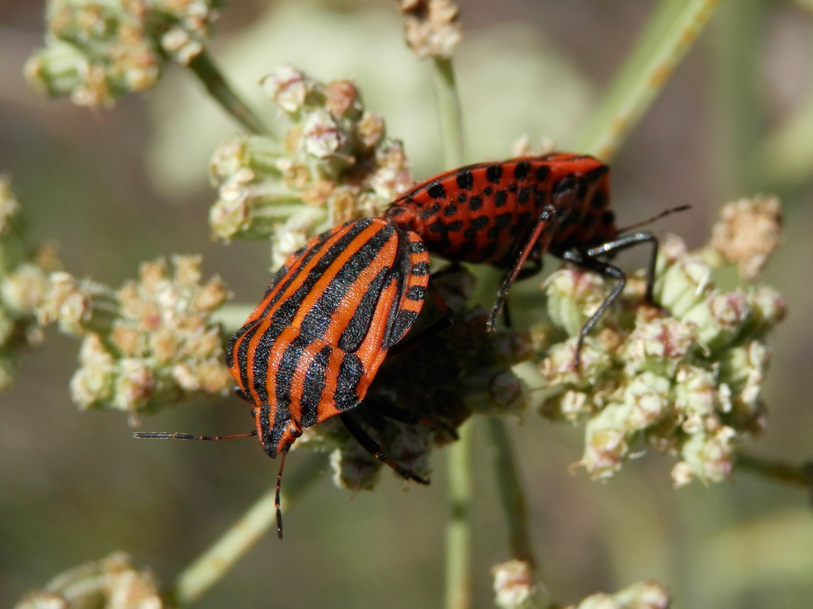 Big bug with striped butt