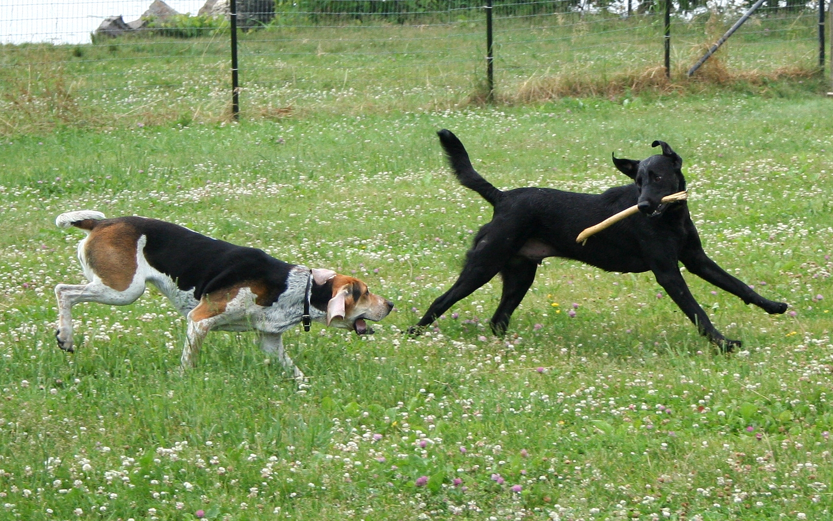 File:American Foxhound and Labrador Retriever playing.jpg - Wikimedia ...