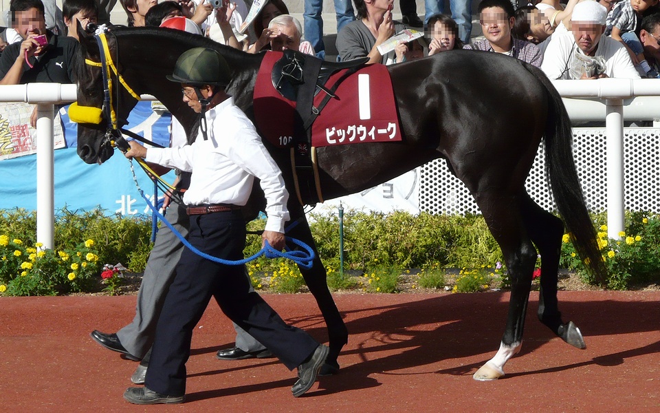 フルオーダー 競馬 ビッグウィーク 実使用 調教ゼッケン | www