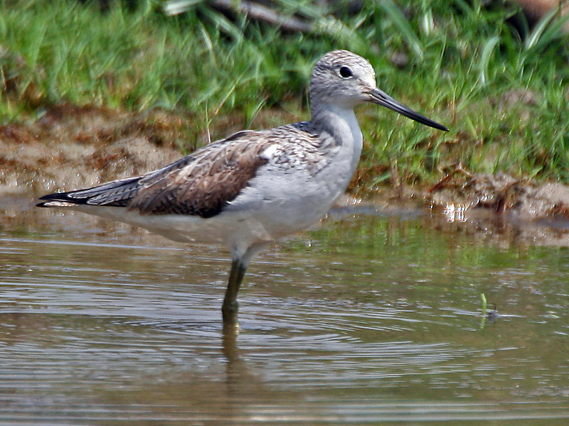 File:Common Greenshank (Tringa nebularia) at Bharatpur I IMG 5523.jpg