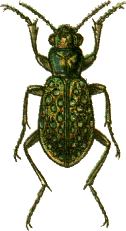 Elaphrus lapponicus