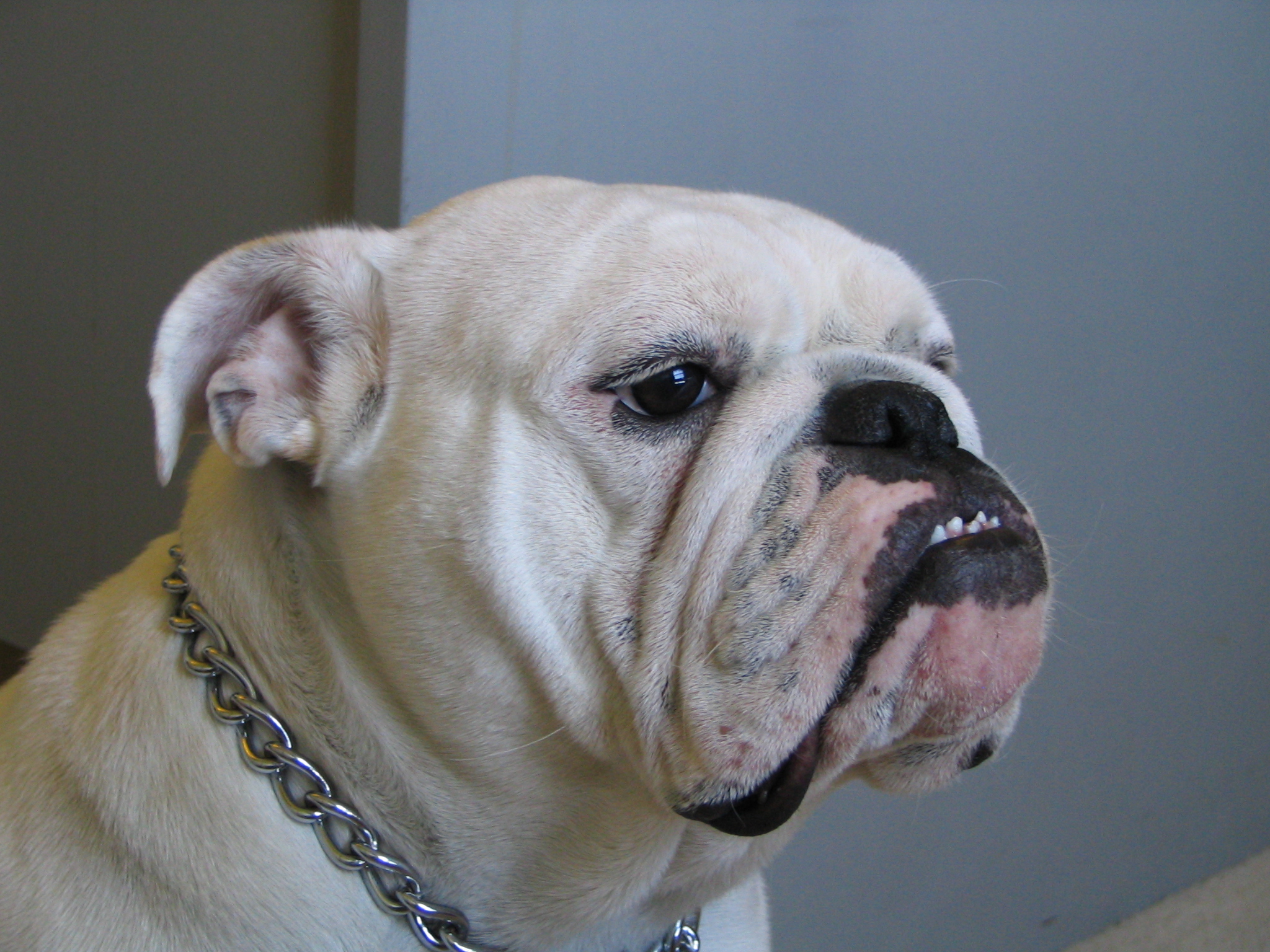 female bulldog