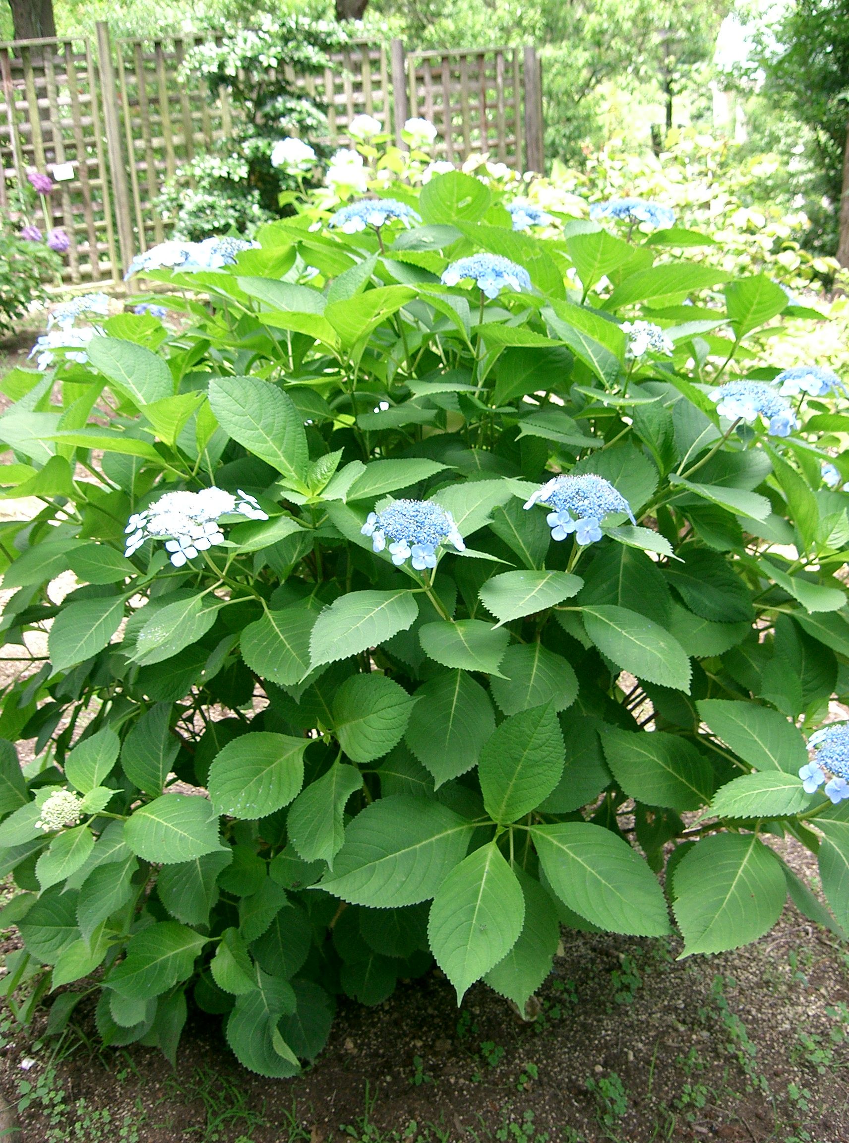 File:Hydrangea serrata var acuminata2.jpg  Wikimedia Commons