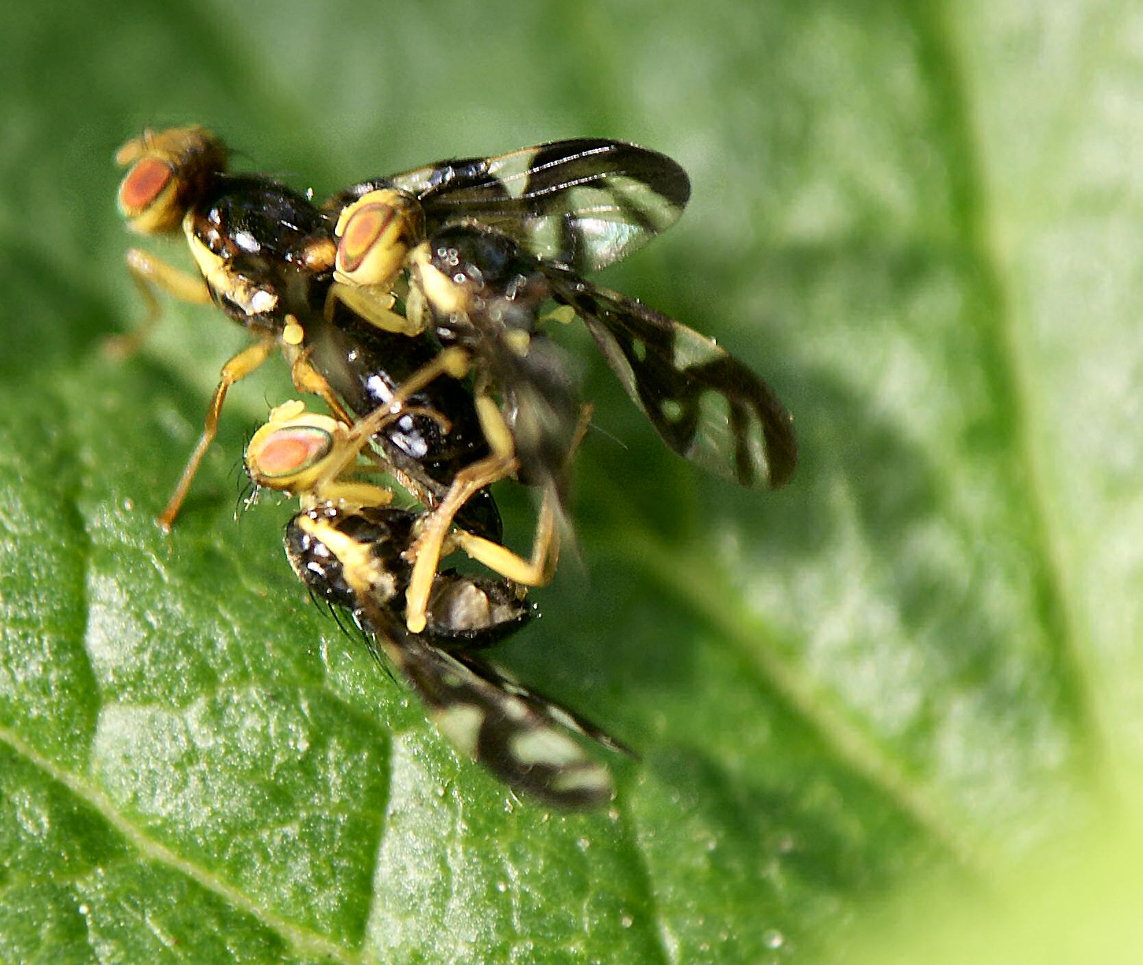 group of flies