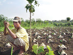 File:Theme3-smallholder.jpg