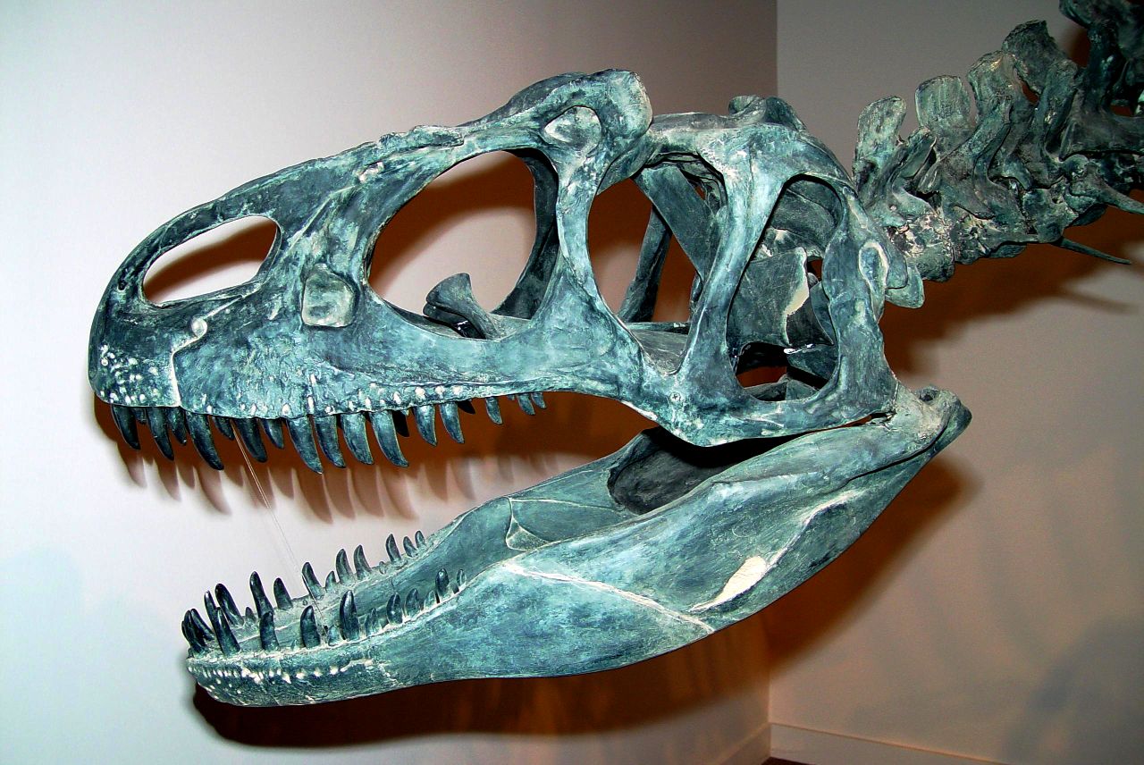 http://upload.wikimedia.org/wikipedia/commons/f/f0/Allosaurus-crane.jpg