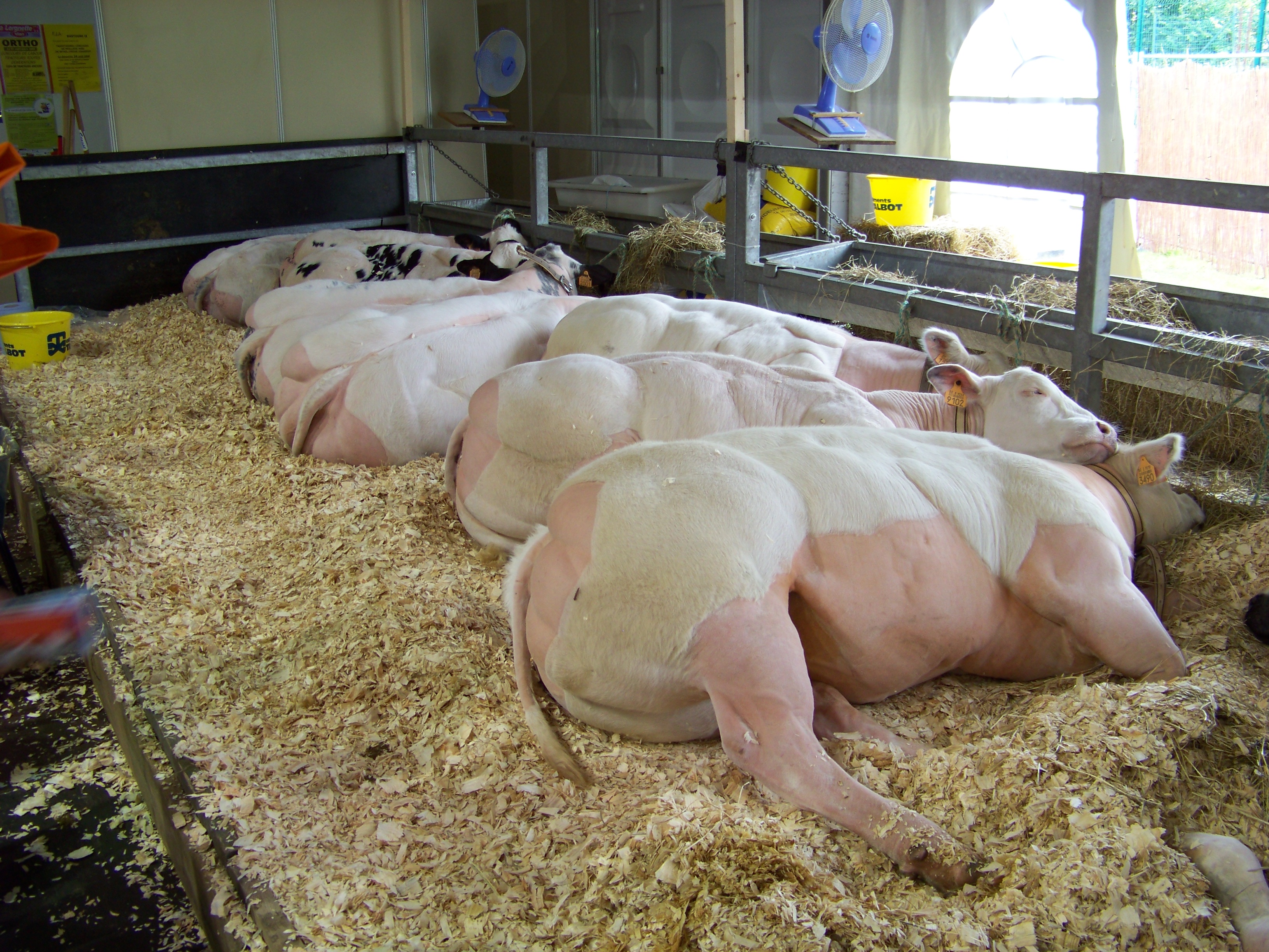 Belgian Blue Cattle