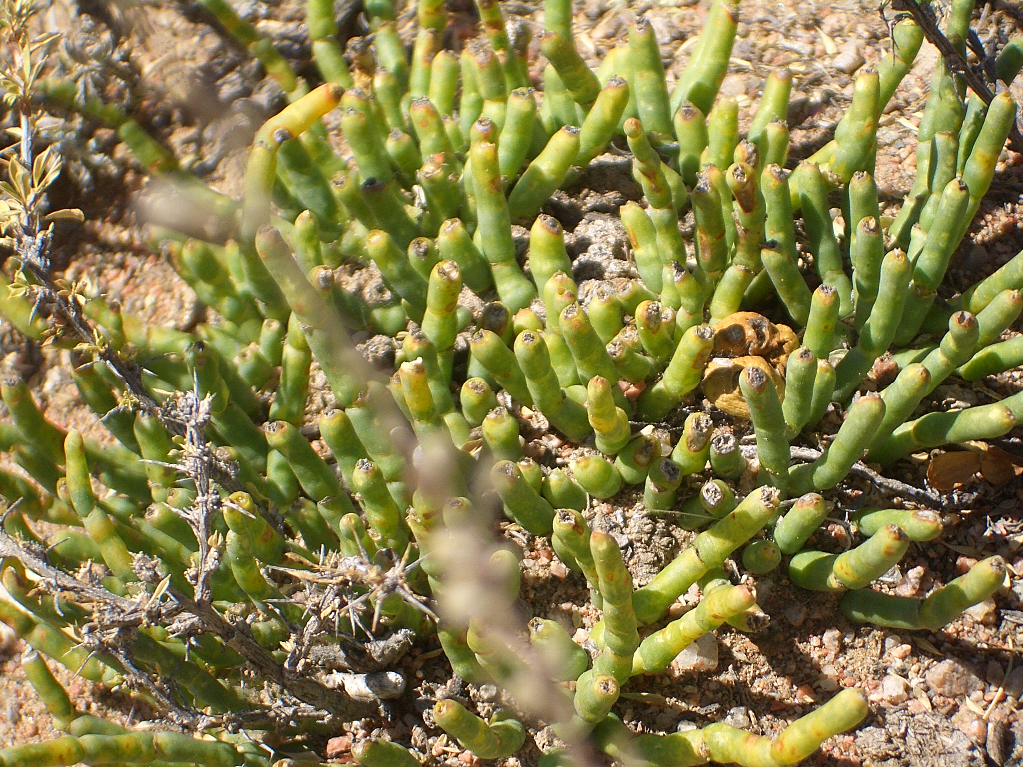 File:E8214-Tamchy-desert-plant.JPG - Wikimedia Commons