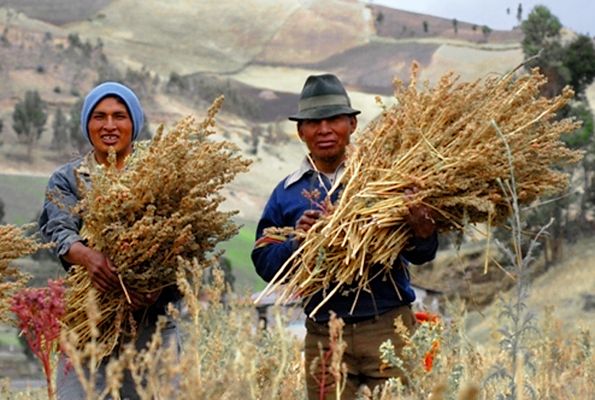 Certified Fair trade quinoa farmers in Ecuador.
