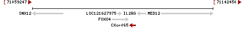 Human CXorf65 Gene Neighborhood