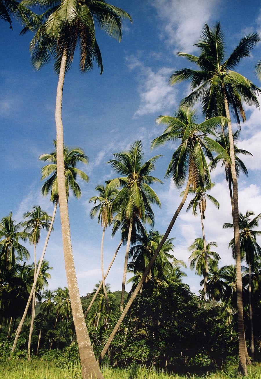 http://upload.wikimedia.org/wikipedia/commons/f/f0/Koh_Phangan_Kokospalmen_8.2001.jpg