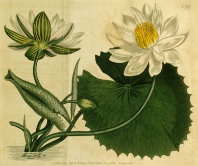 Lotus