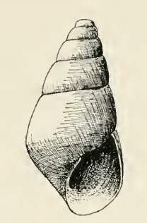 Odostomia californica