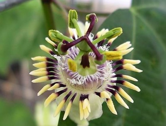 Passiflora punctata image