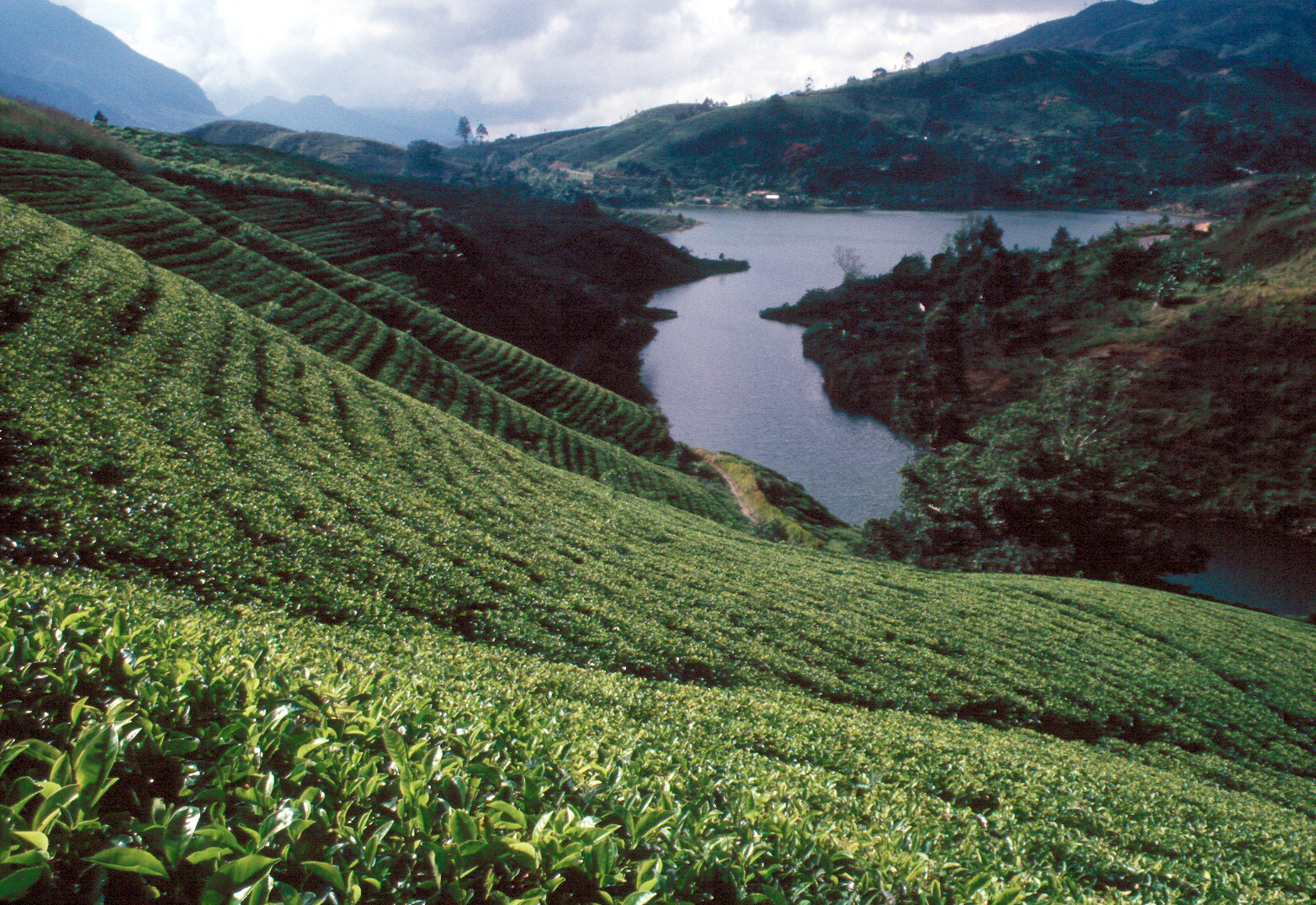 http://upload.wikimedia.org/wikipedia/commons/f/f0/Sri_Lanka_Teeplantage.jpg