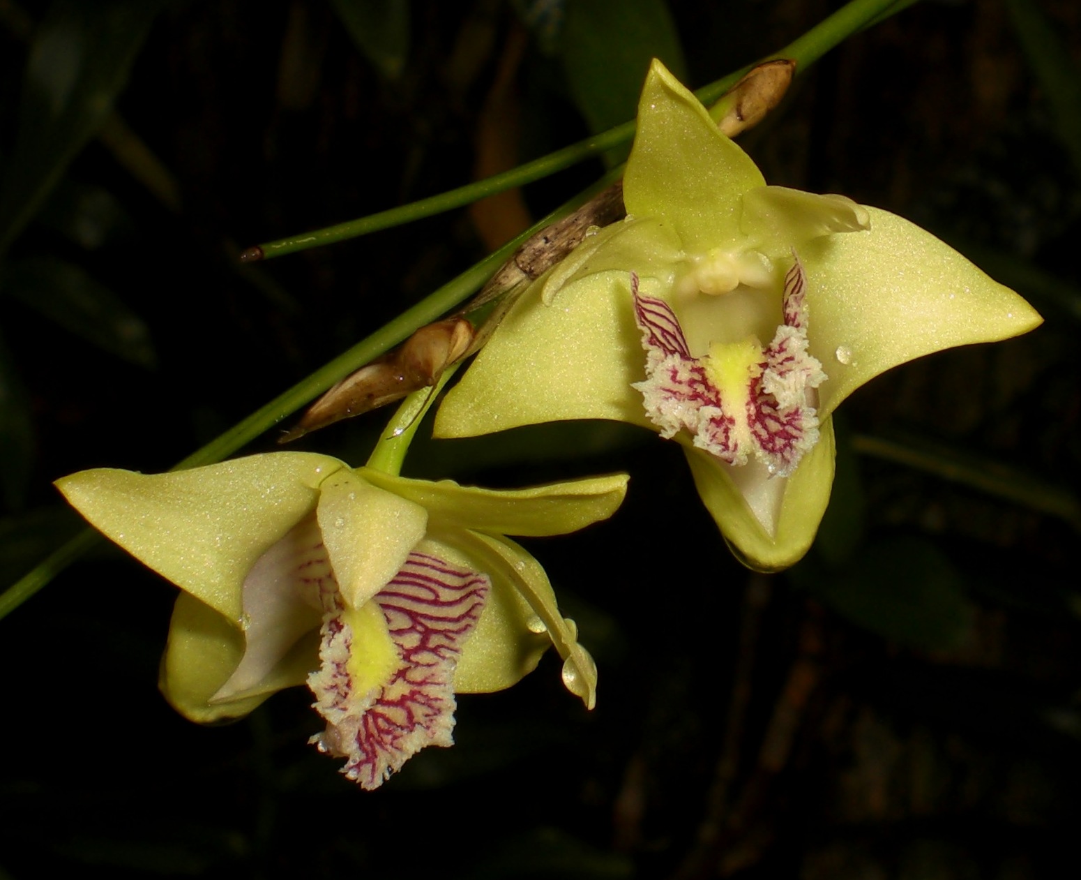 http://upload.wikimedia.org/wikipedia/commons/f/f1/Dendrobium_junceum_(_by_Ronny_Boos_).JPG