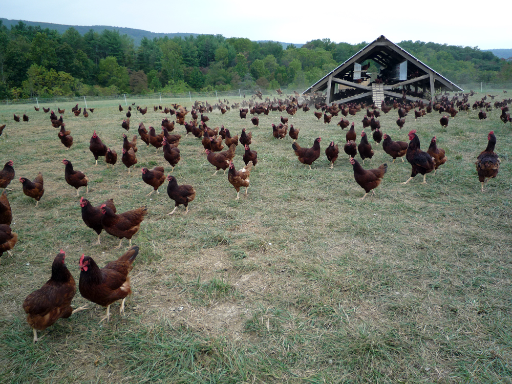 Free range poultry business plan