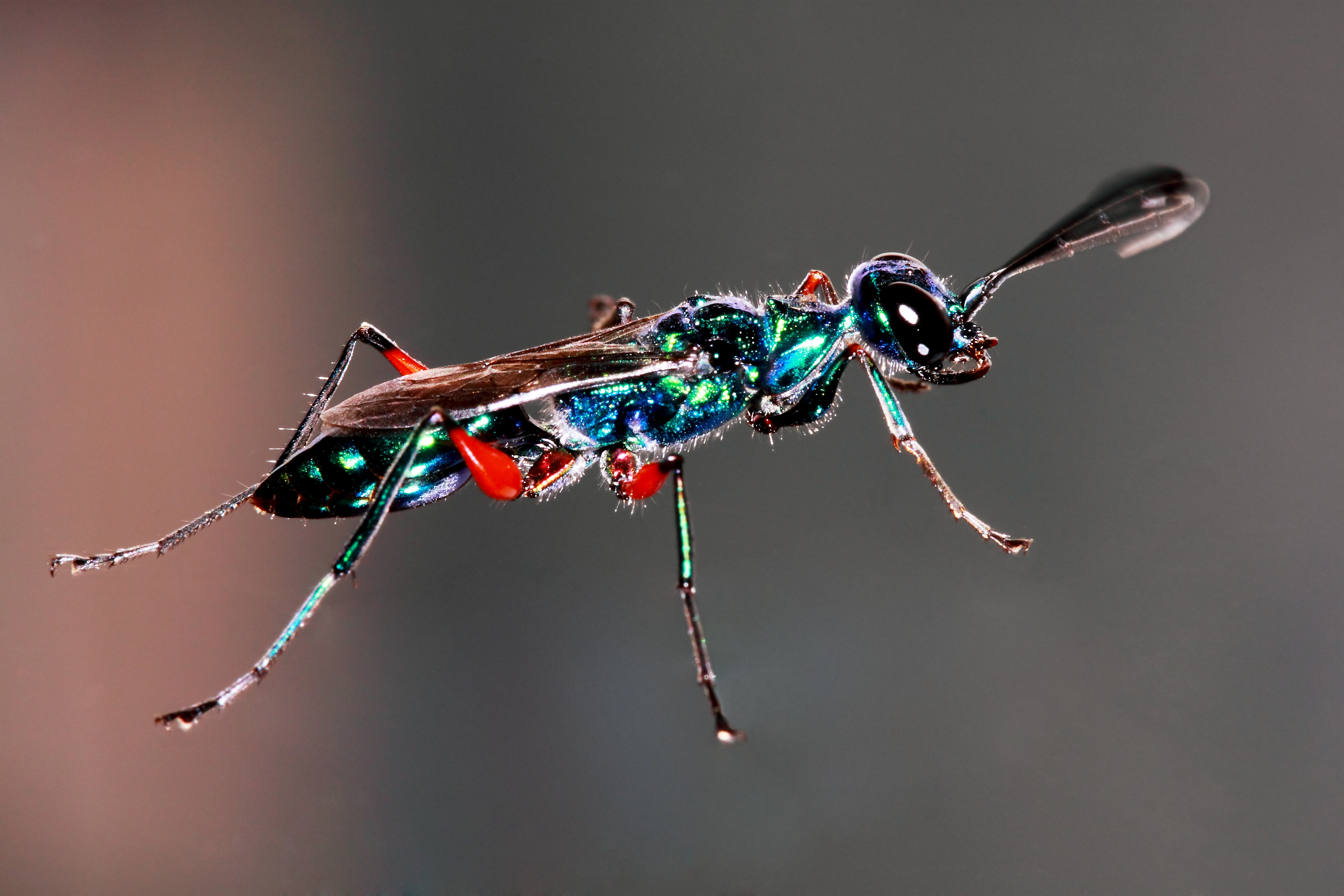 Emerald_Cockroach_Wasp.JPG