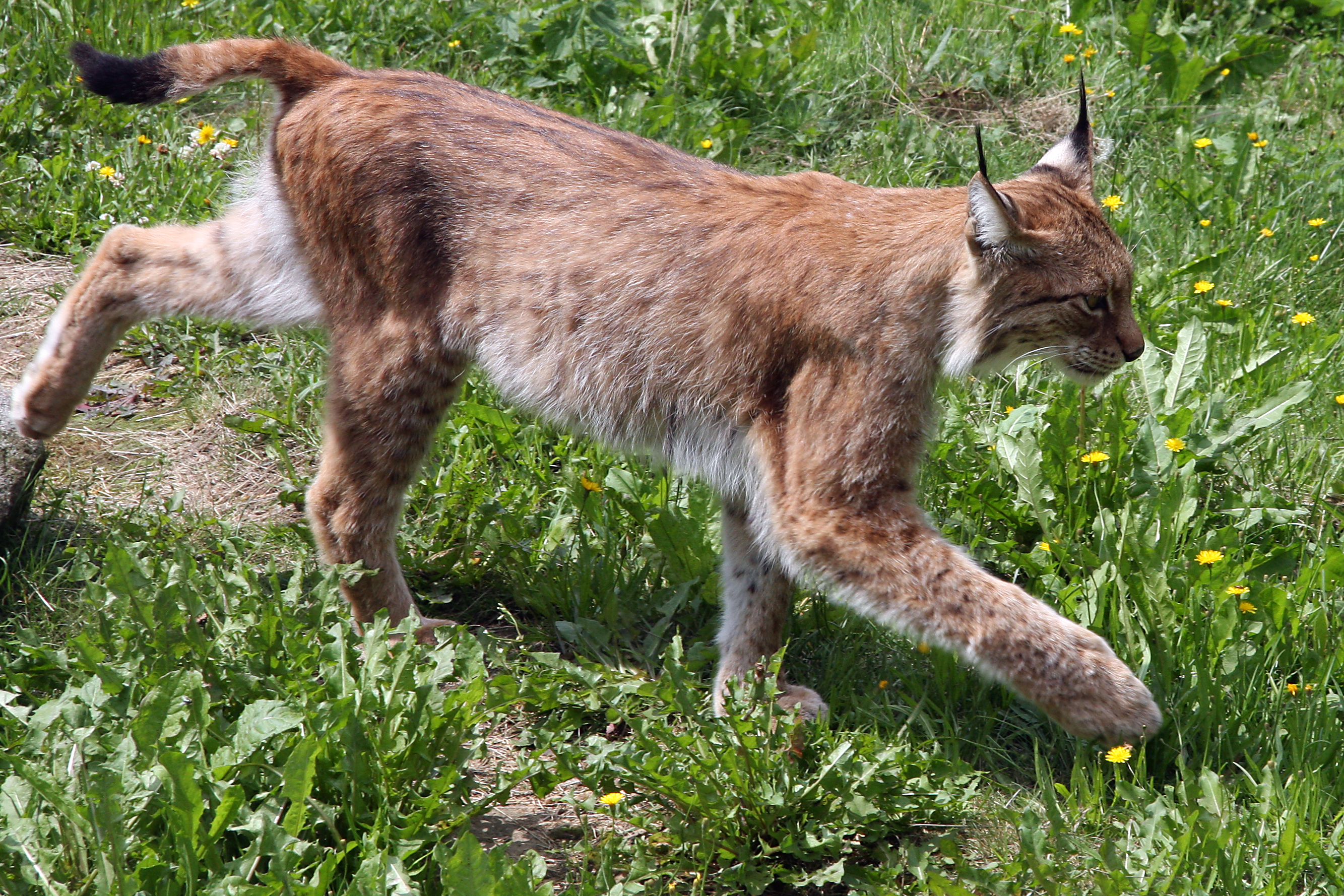 File: lynx-2.JPG - Wikipedia