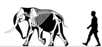 The pygmy mammoth is an example of insular dwarfism, a case of Foster's rule, its unusually small body size an adaptation to the limited resources of its island home. M. exilis skeletal.png