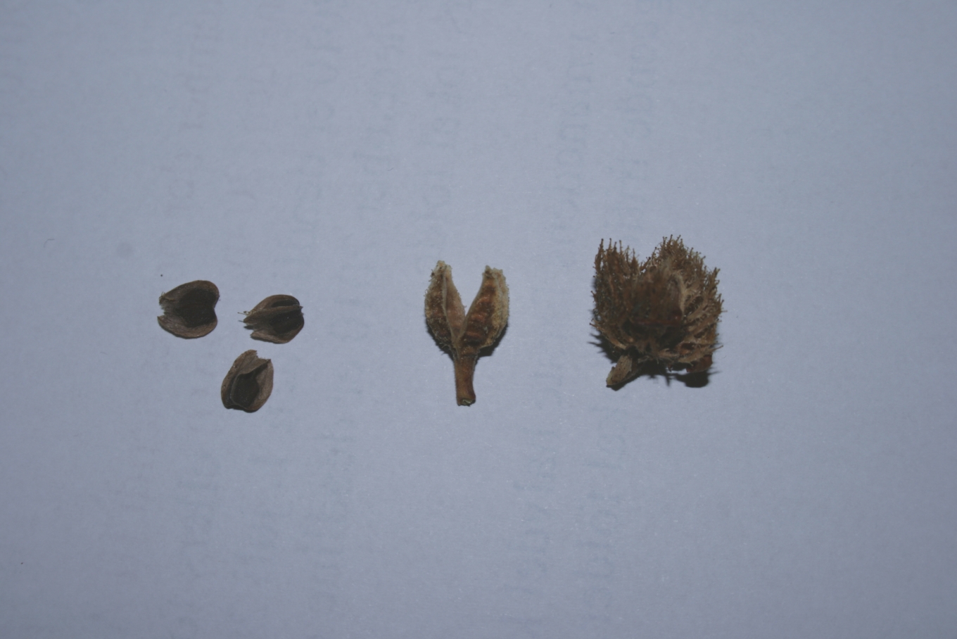 fruit seeds