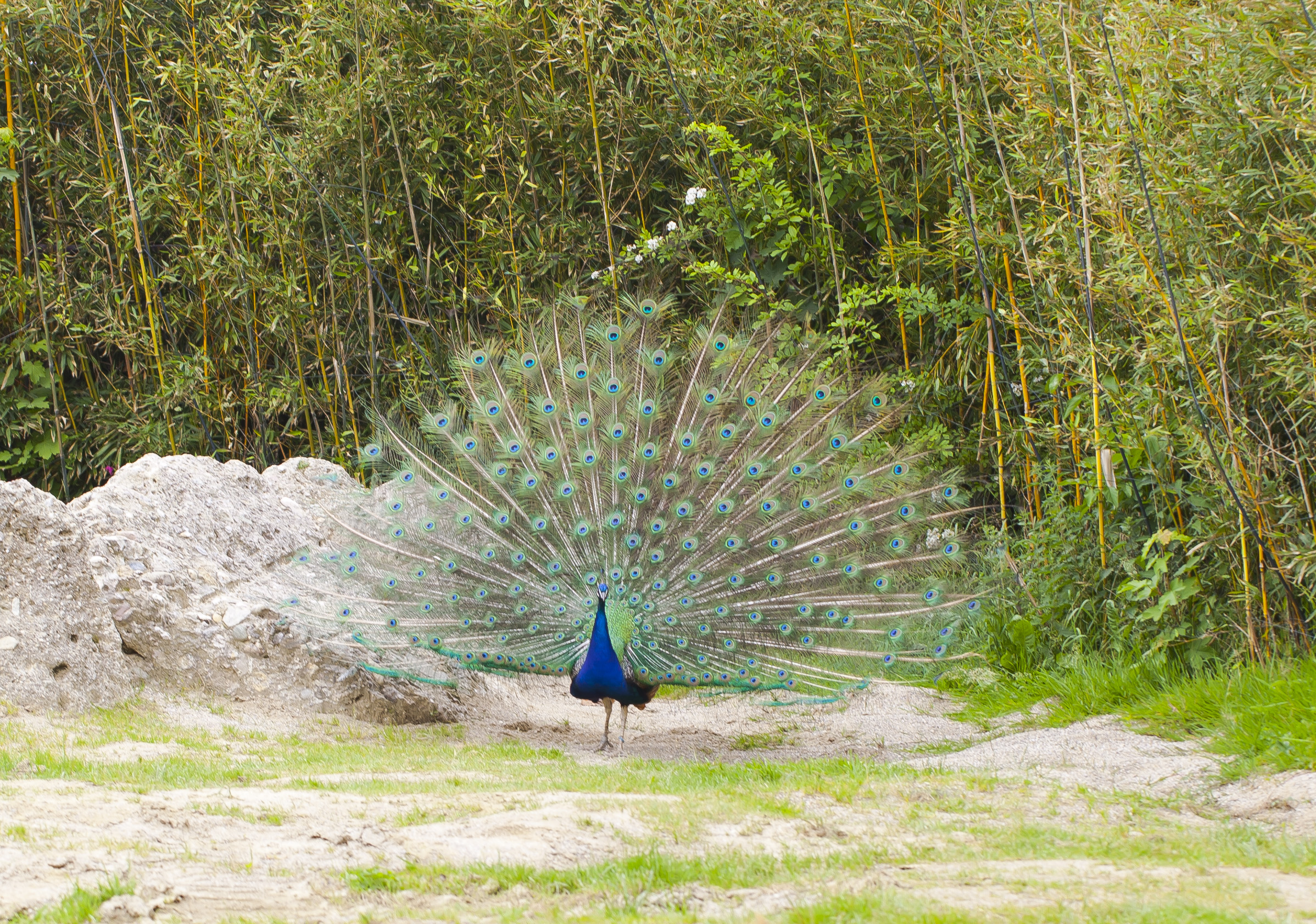 El Pavo Real