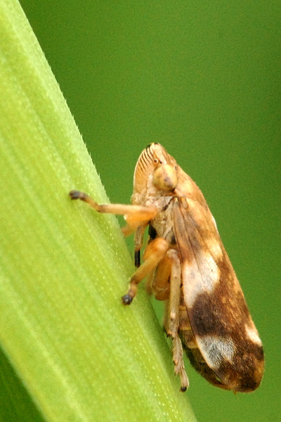 Piccola guida ai pesticidi per l’emergenza Xylella