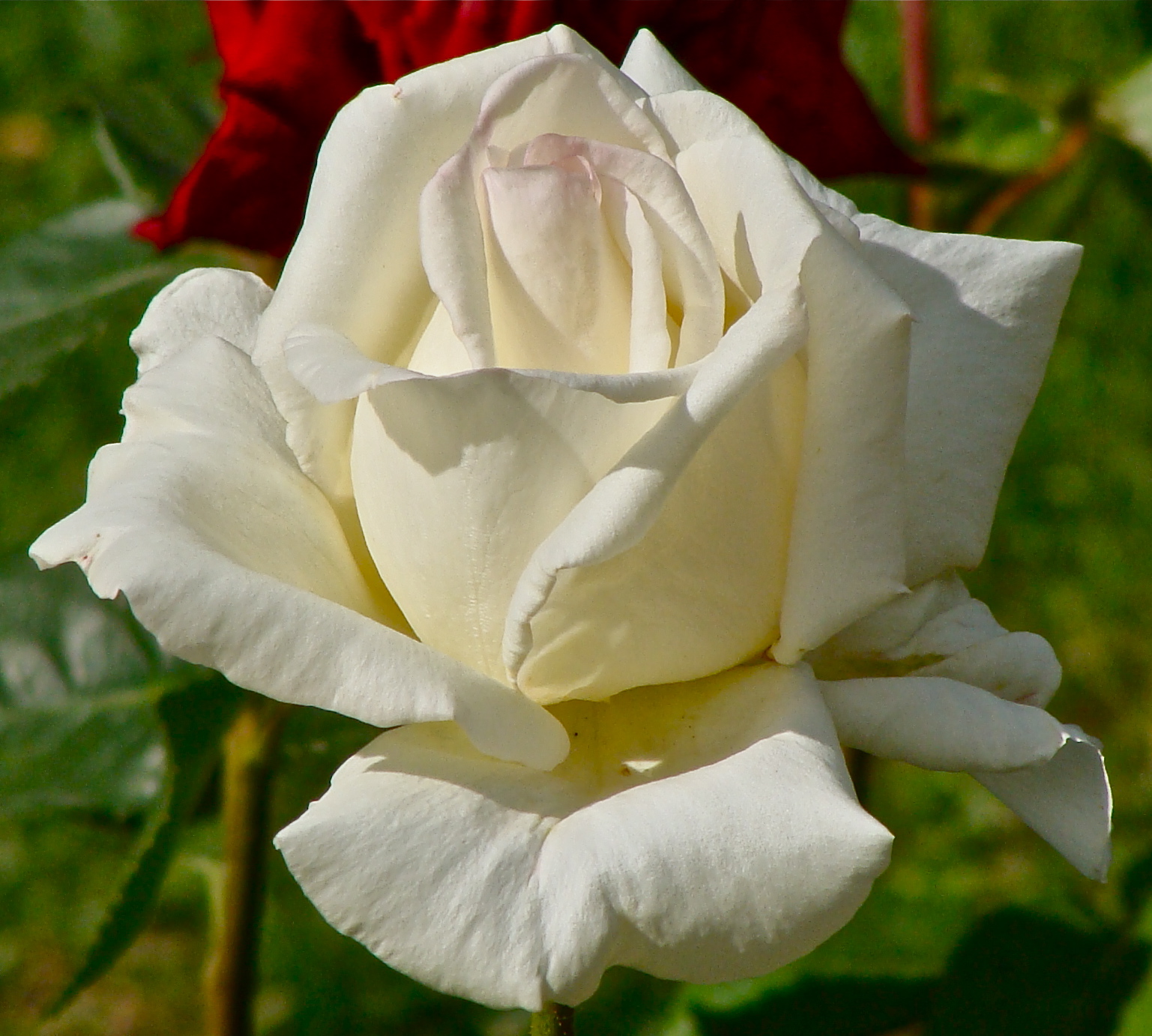 Description Rose blanche 1.JPG