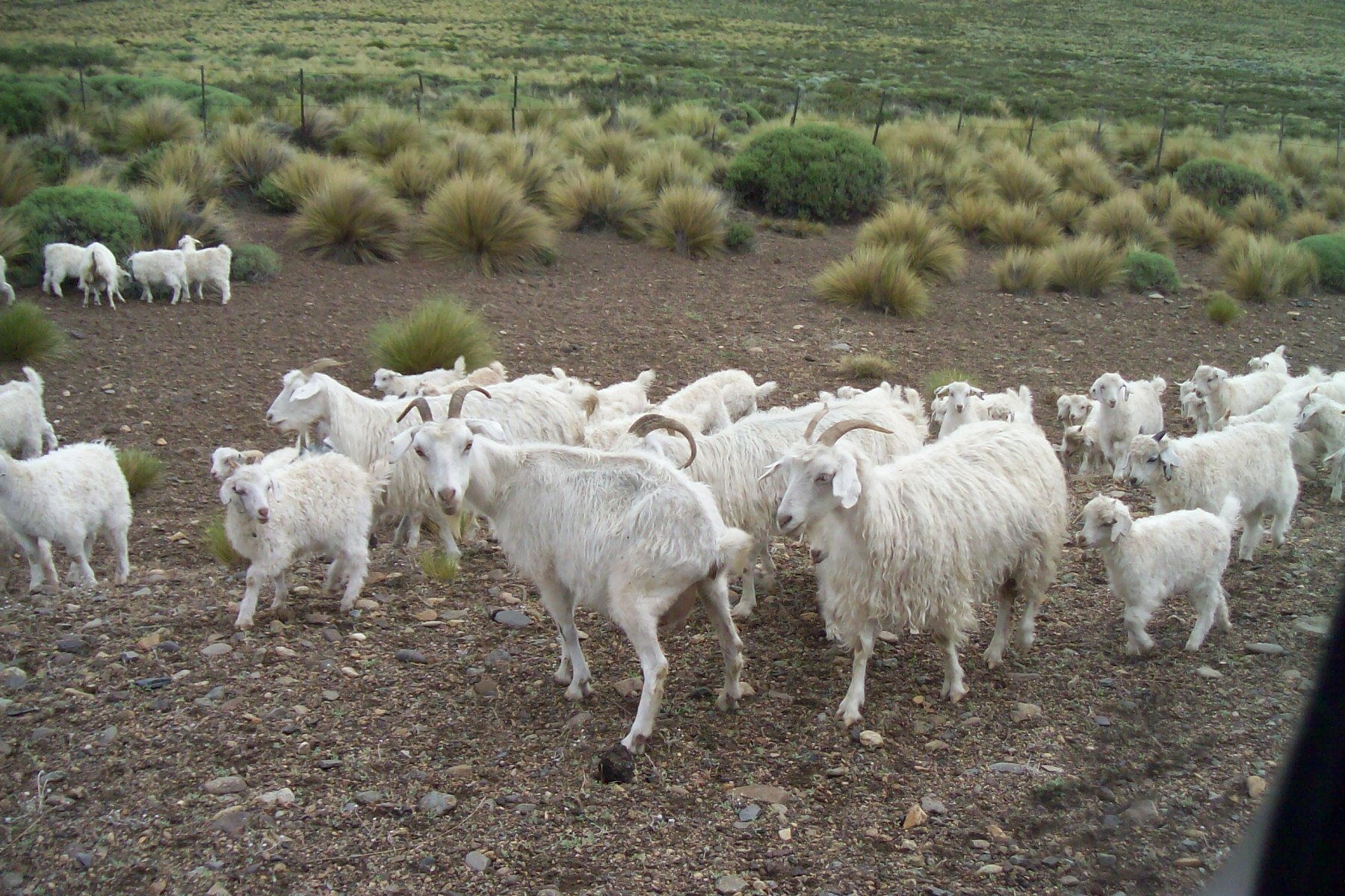 Fotos De Chivos