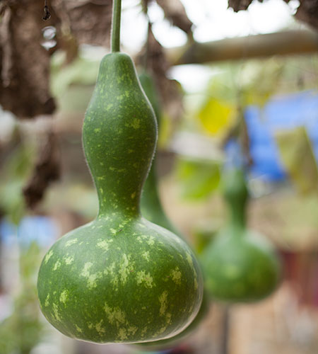 Gourd picture