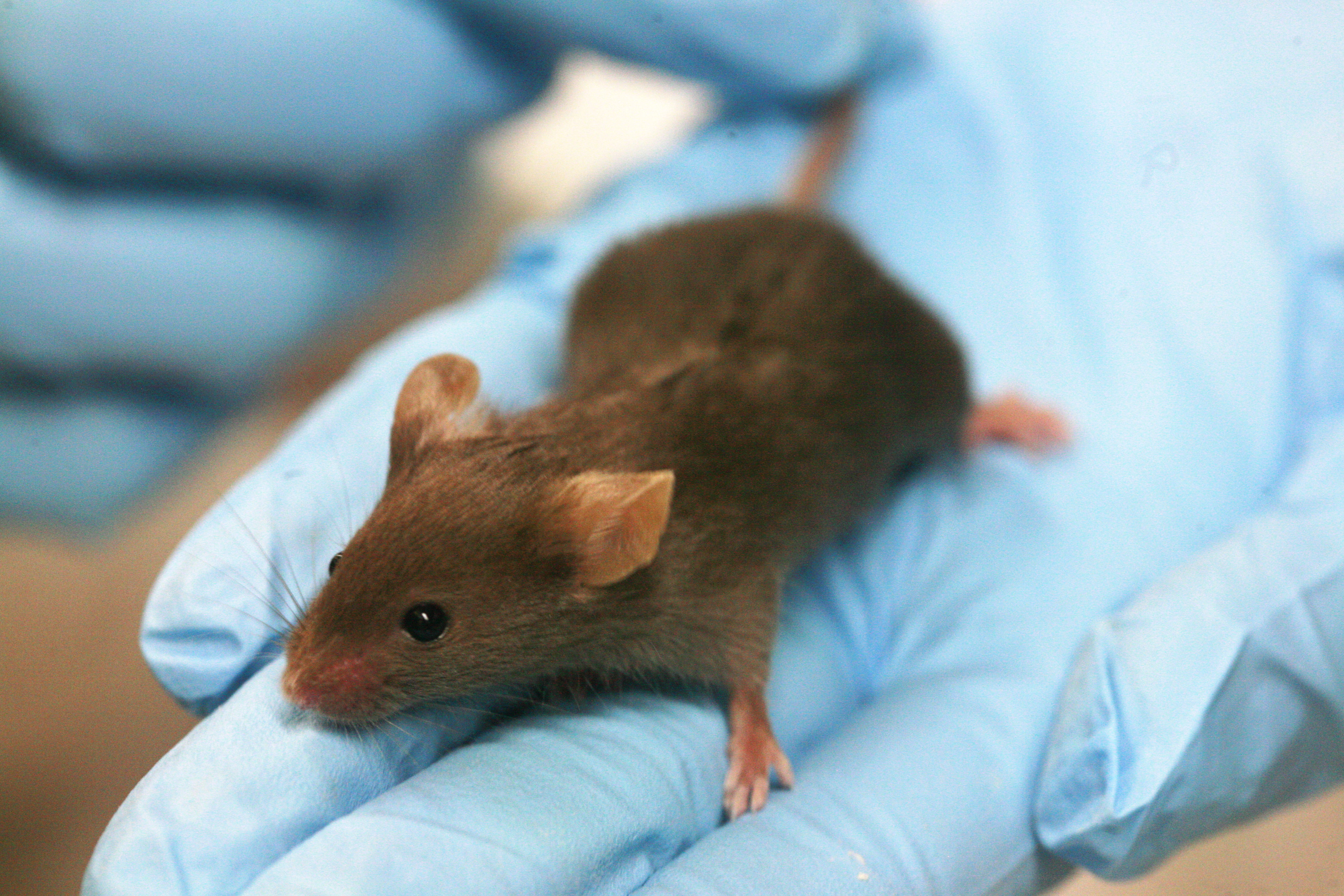 File:Lab mouse mg 3263.jpg