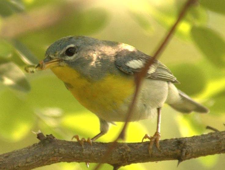 Parula americana image