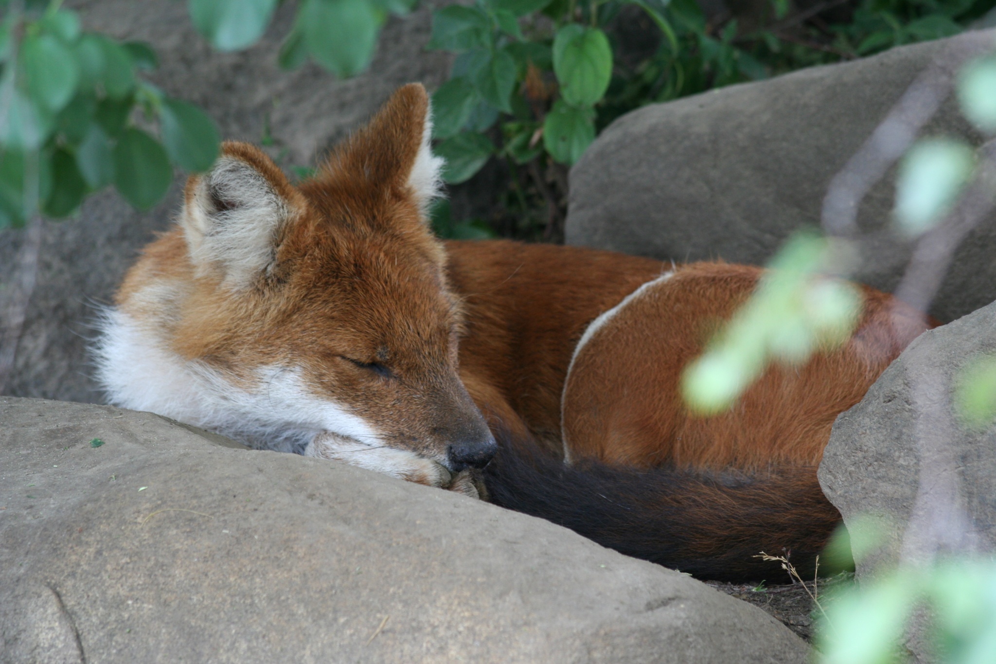 http://upload.wikimedia.org/wikipedia/commons/f/f2/Sleeping_Dhole.jpg