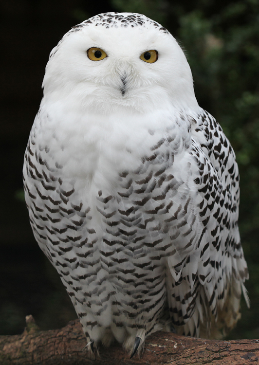 File:Snowy Owl - Schnee-Eule.jpg - Wikipedia