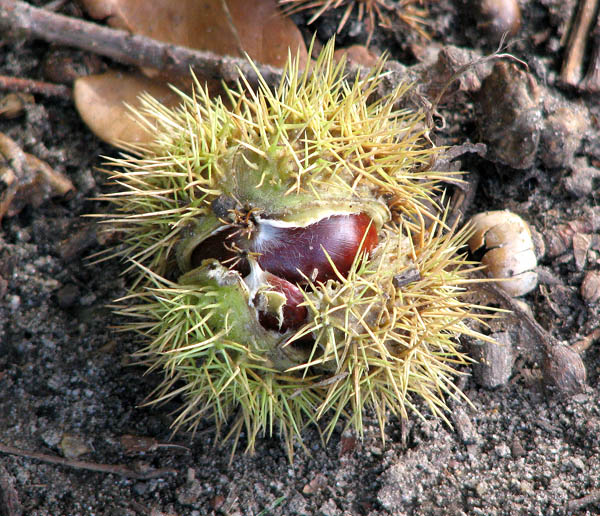 How to roast chestnuts