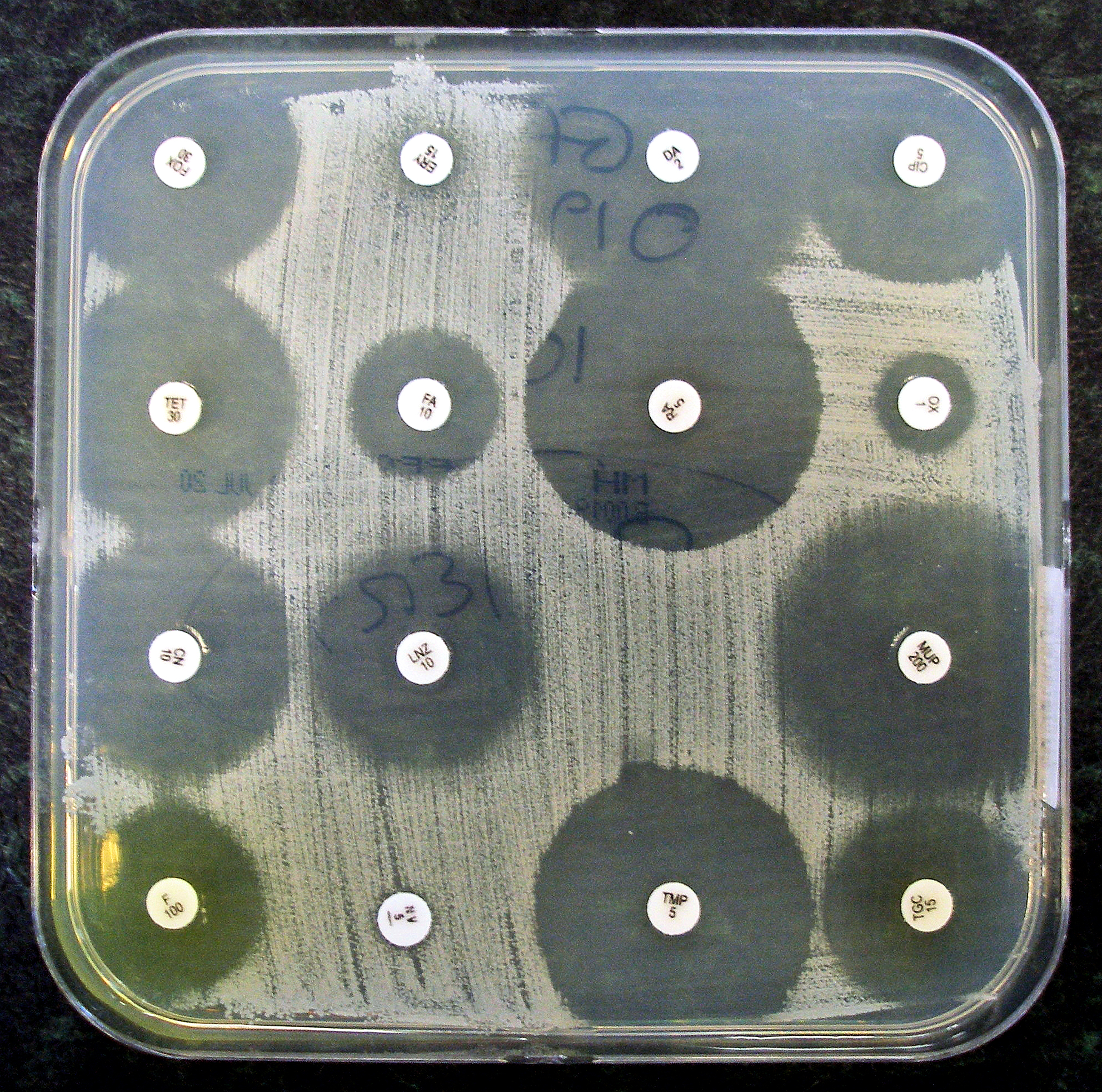 Antibiotic_sensitivity_test