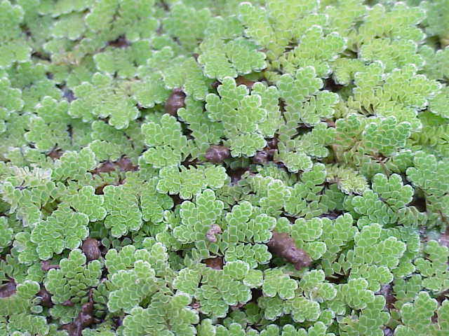 Azolla caroliniana1