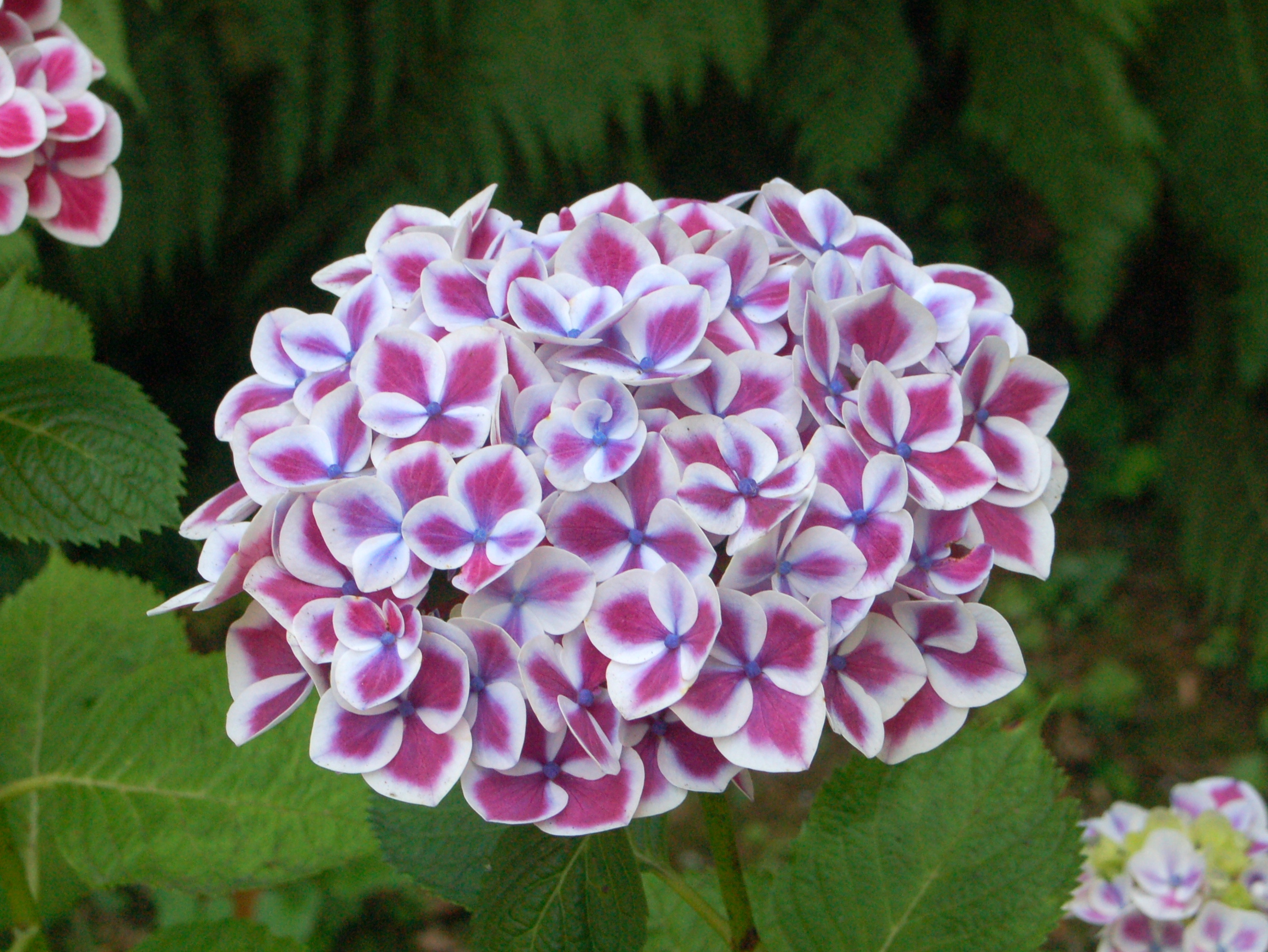 File:Hydrangeaceae  Hydrangea macrophylla  Red Ace.JPG  Wikimedia 