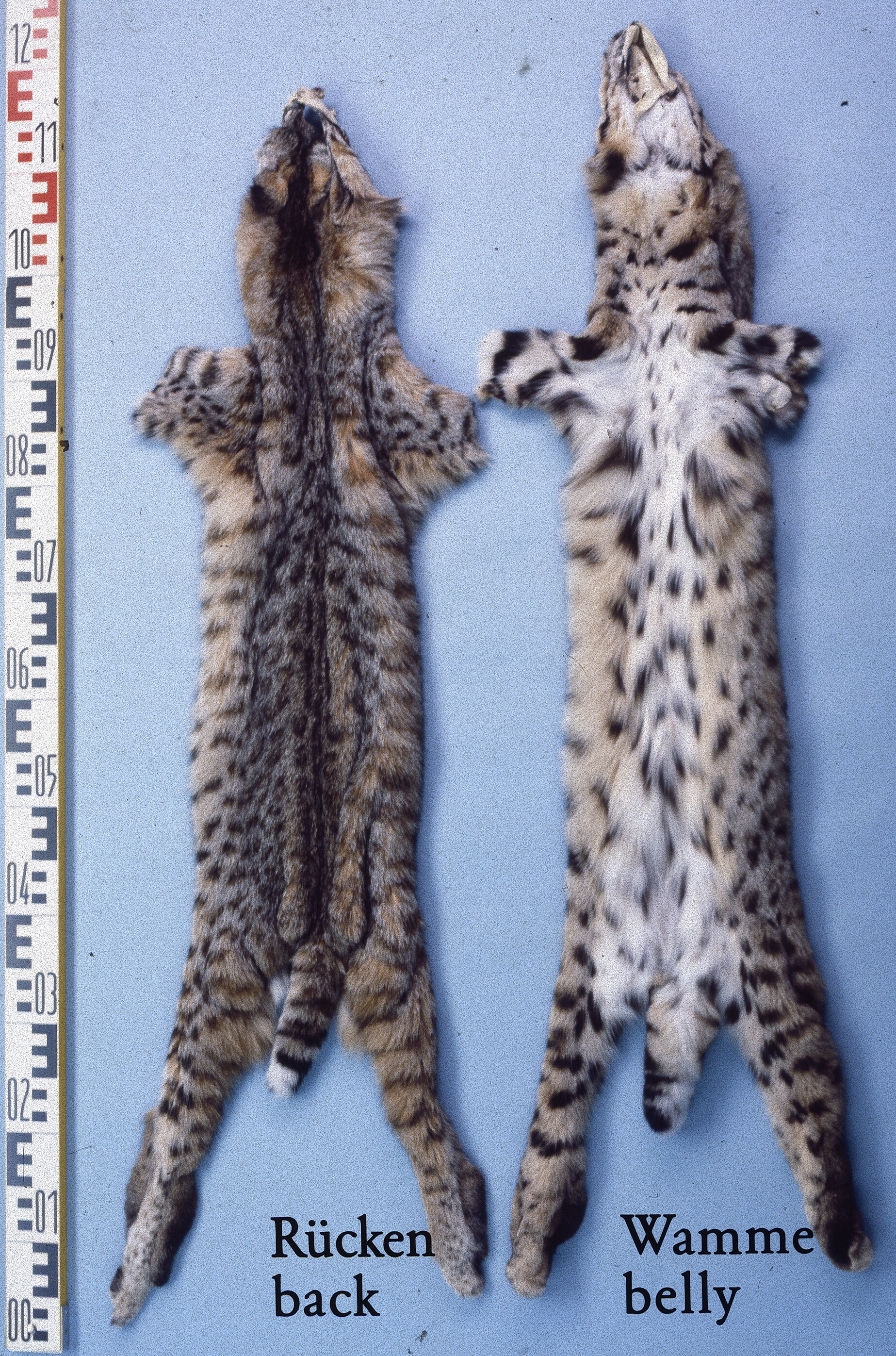 Bobcat Skin